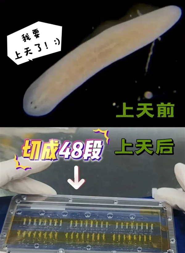 断头重生算什么！它被切碎后 每一块都能重生 且带有记忆